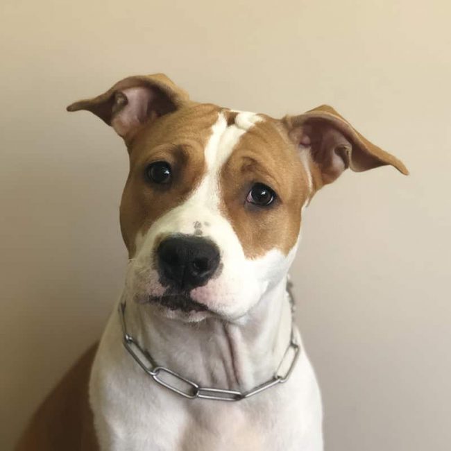 Computer Link LTD - Java